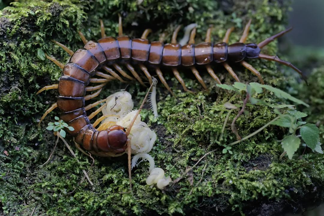 top-10-des-insectes-les-plus-dangereux-au-monde